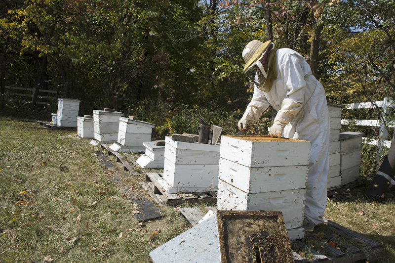 Photo of beehive