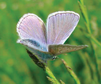 Polyommatus icarus