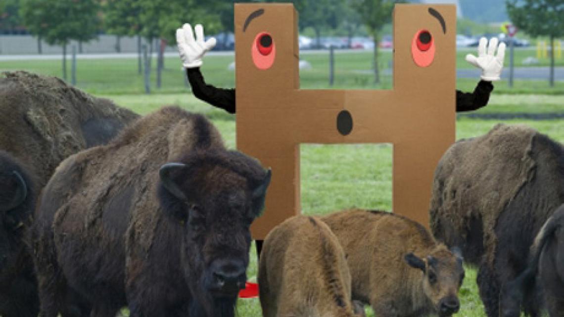 Image of Higgs with bison