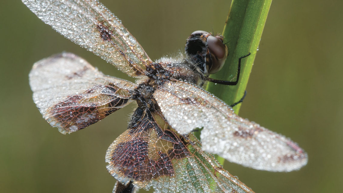 Image of a Dragonfly photograph
