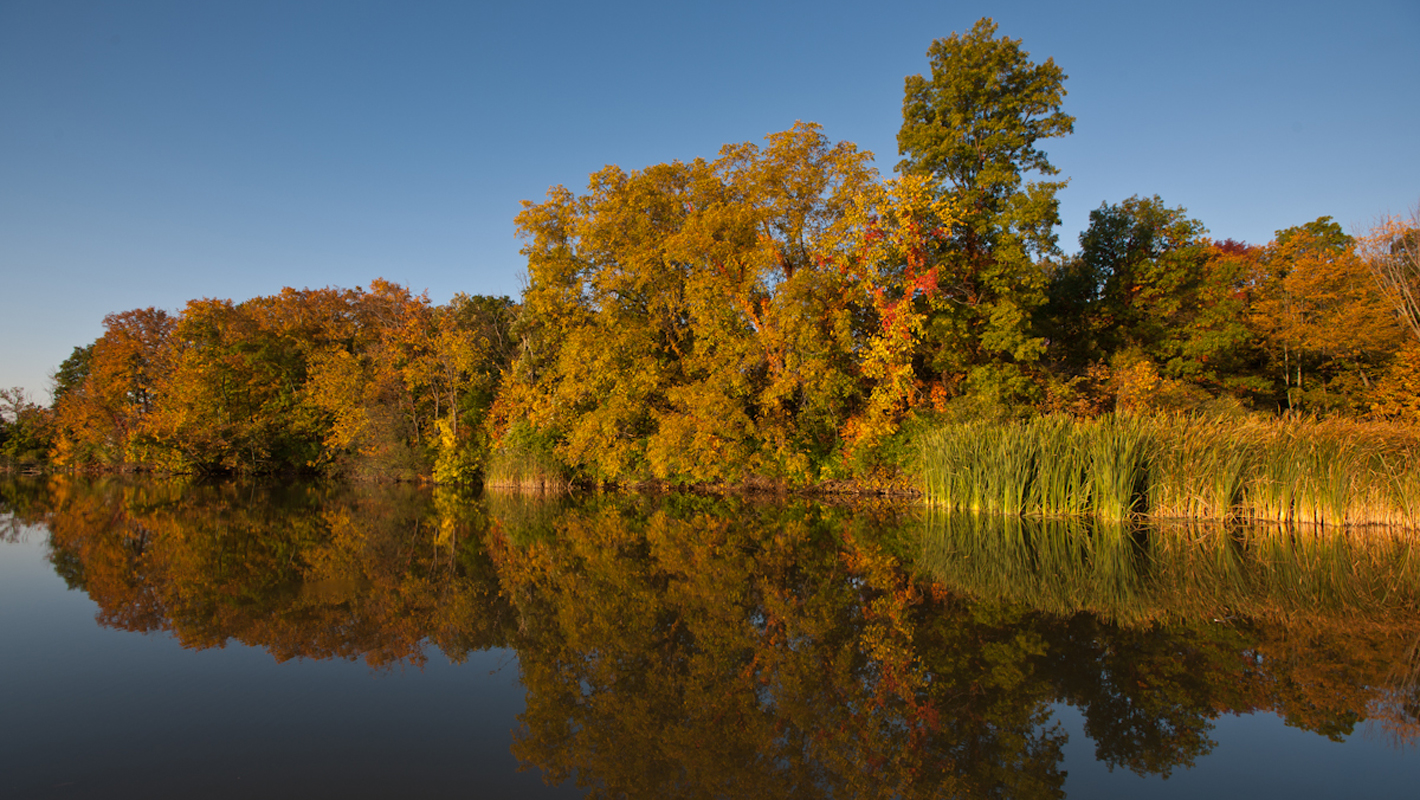 Photo of trees on river bank