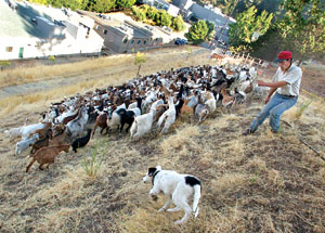 search for extra dimensions