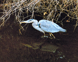 search for extra dimensions