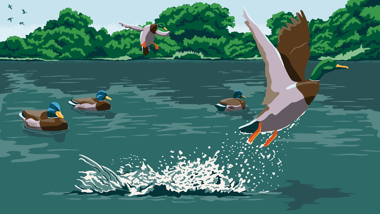 Illustration of ducks and decoys on a river