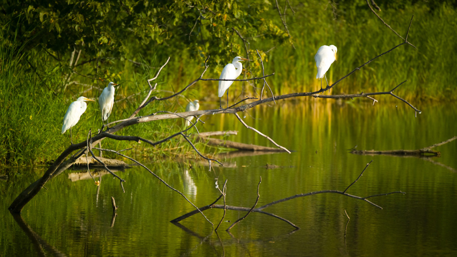 Photo of cranes on green river surrounded by trees