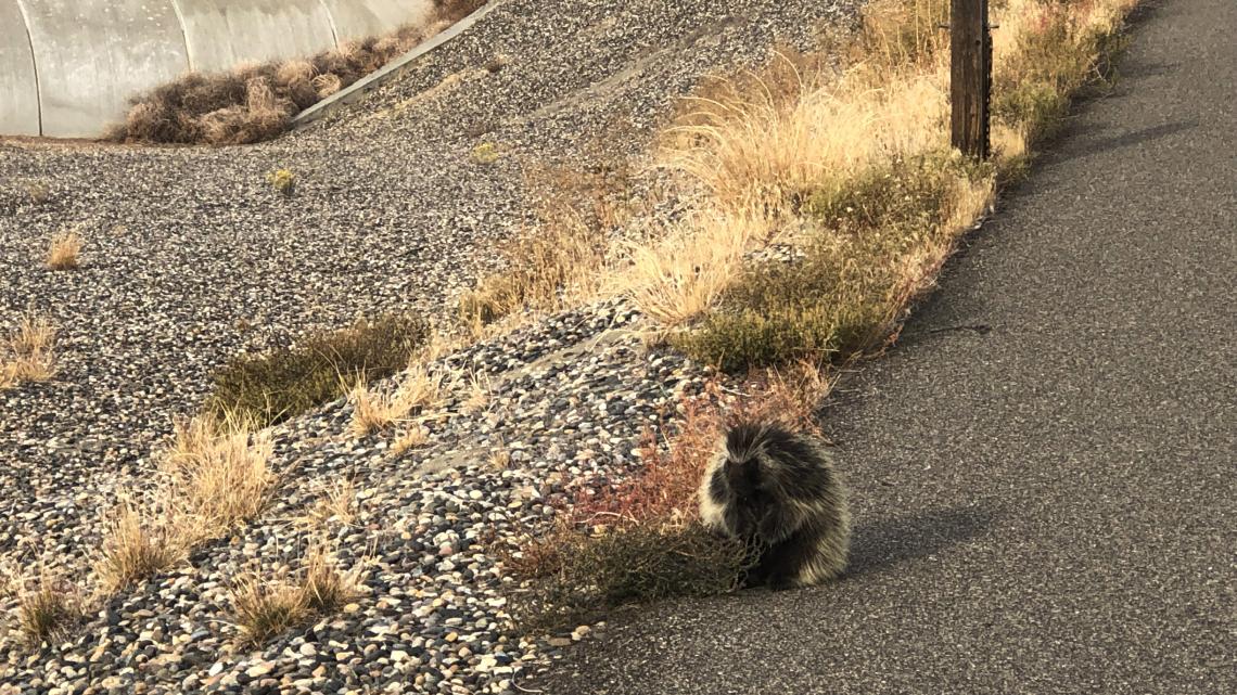 Porcupine on the side of the road