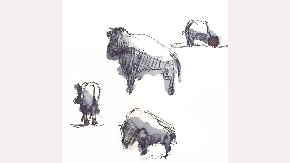Sketches of bison