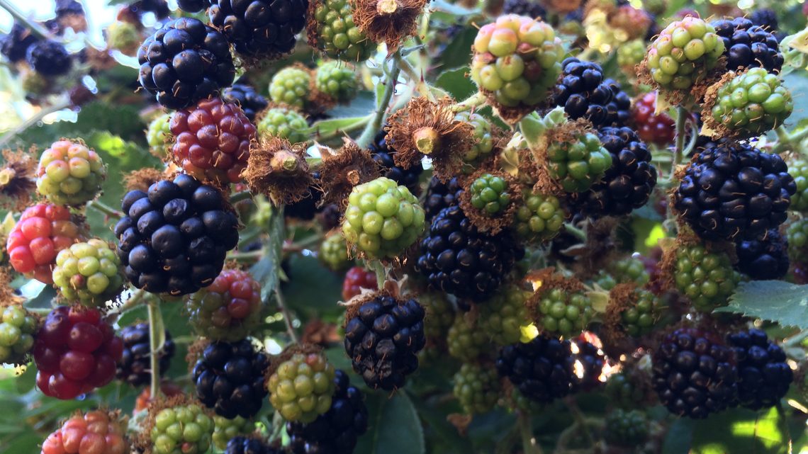 A close-up of berries on the farm