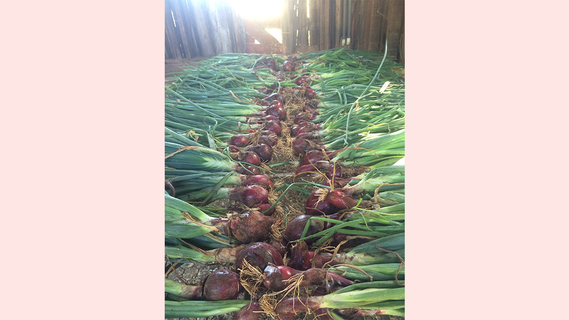 Onions from the farm