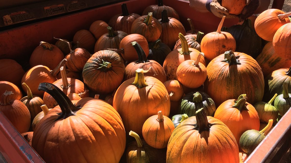 A load of pumpkins from the farm