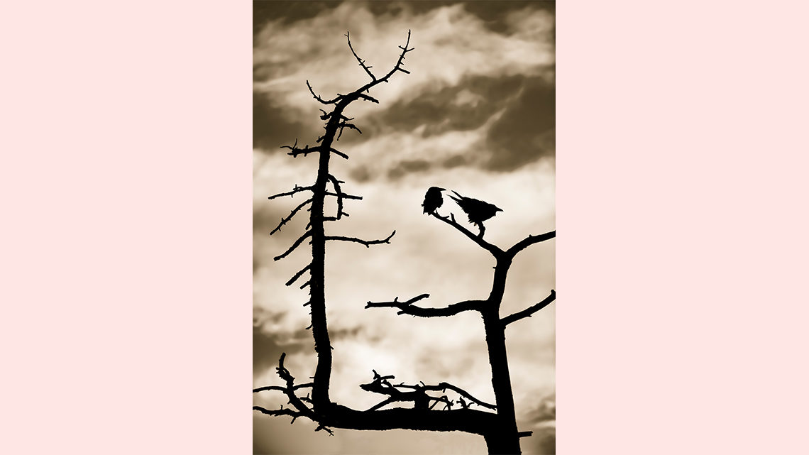 Silhouette of birds sitting on tree