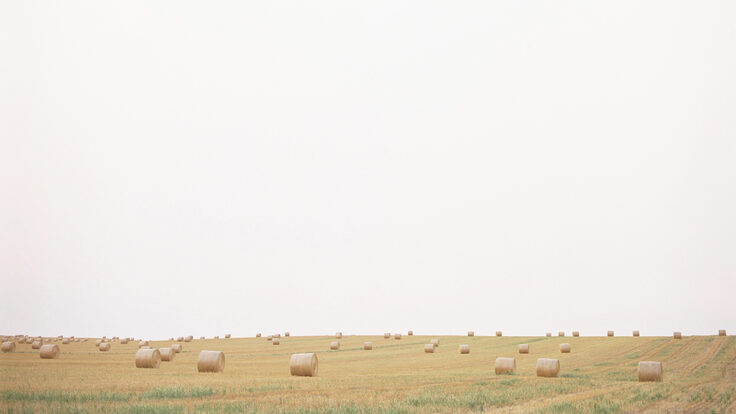 Bales of hay in an open field