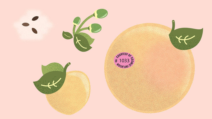 Illustration of peaches or oranges with pink background