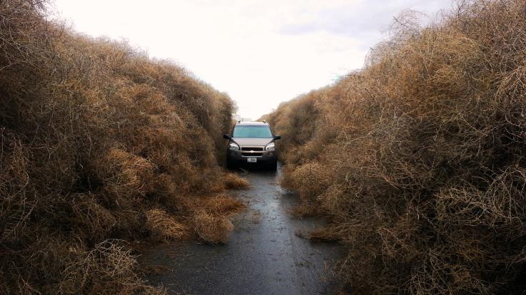 A car travels a road surrounded by walls of tumbleweed